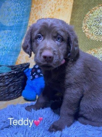 Enlarge Teddy, an adopted mixed breed in Elkton, MD image 3/6