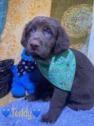Enlarge Teddy, an adopted mixed breed in Elkton, MD image 6/6