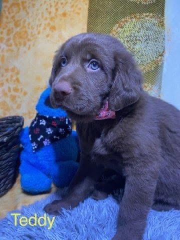 Enlarge Teddy, an adopted mixed breed in Elkton, MD image 2/6