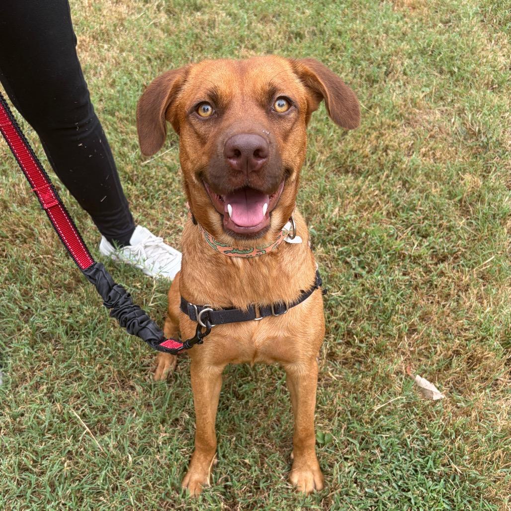 Enlarge Hazel, a Adoptable mixed breed in Nashville, TN image 1/5
