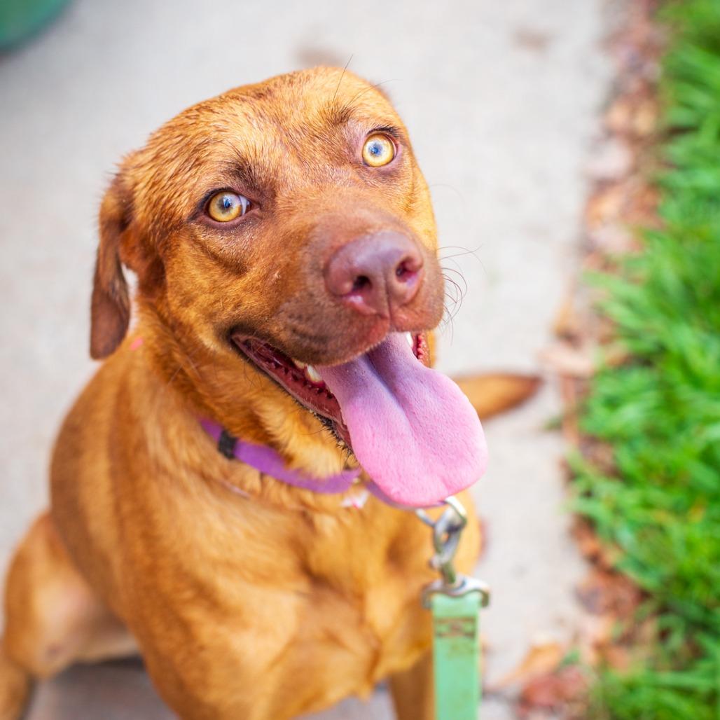 Enlarge Hazel, a Adoptable mixed breed in Nashville, TN image 2/5