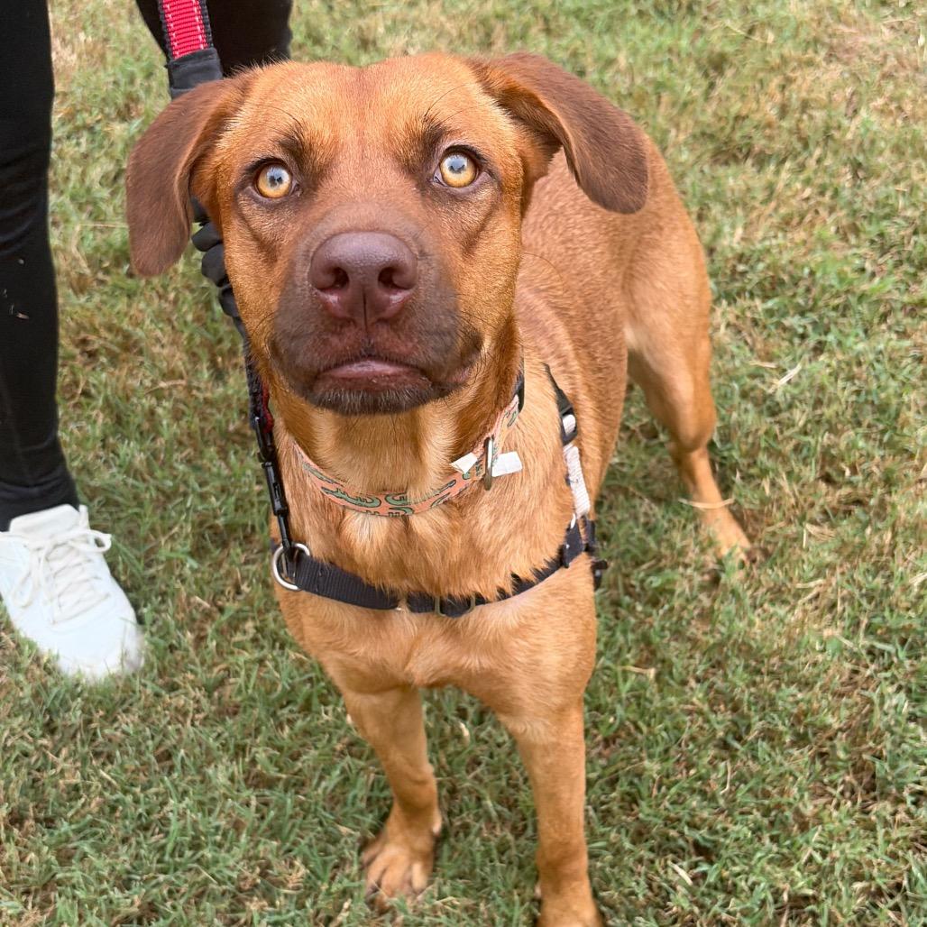 Enlarge Hazel, a Adoptable mixed breed in Nashville, TN image 3/5
