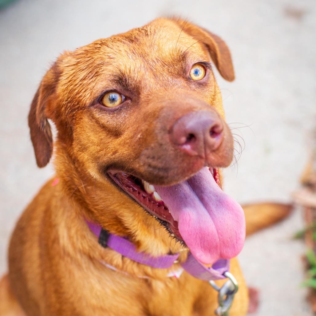 Enlarge Hazel, a Adoptable mixed breed in Nashville, TN image 4/5