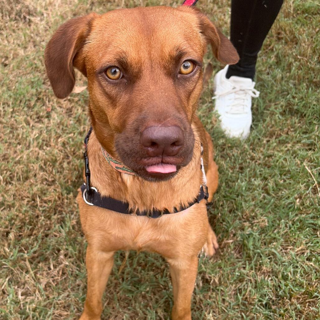 Enlarge Hazel, a Adoptable mixed breed in Nashville, TN image 5/5