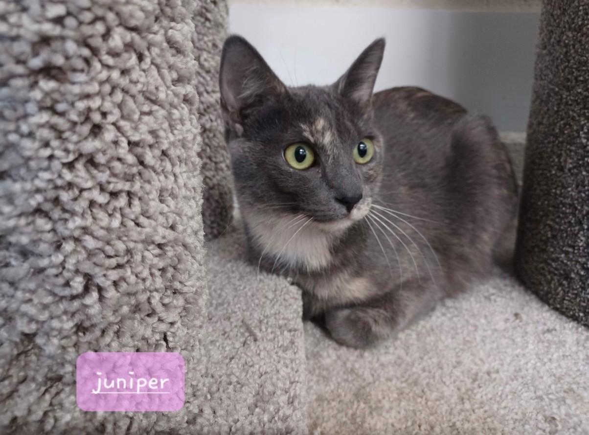 Cece & Juniper, adopted, Young Female Domestic Short Hair.