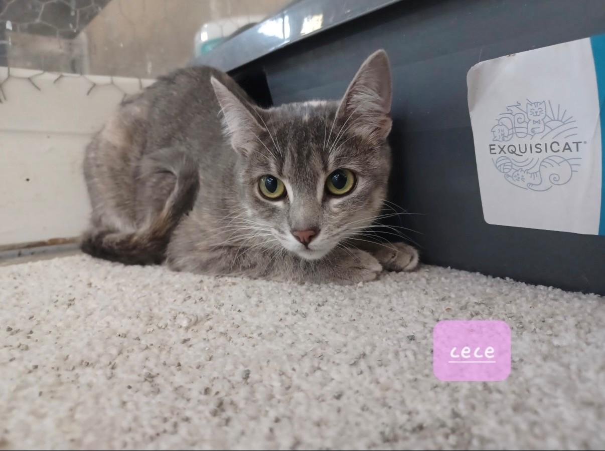 Cece & Juniper, an adopted Domestic Short Hair in Walworth, WI image 3/4