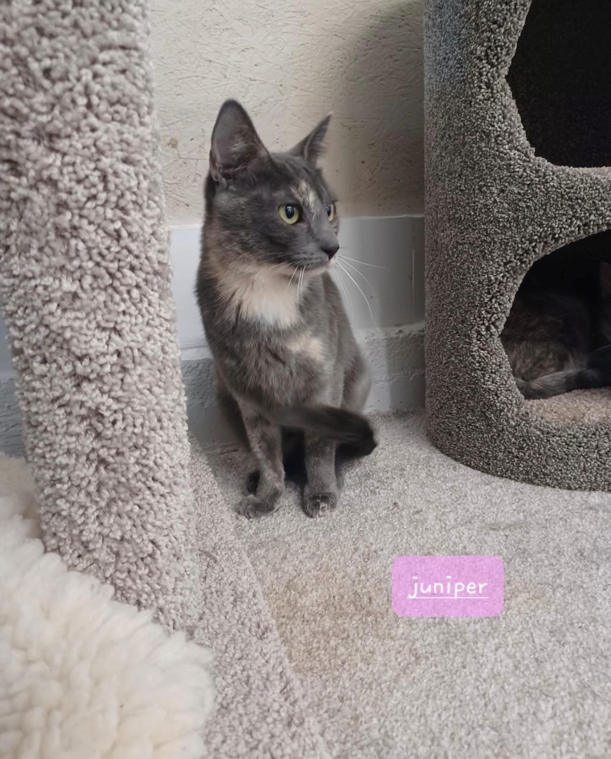 Cece & Juniper, an adopted Domestic Short Hair in Walworth, WI image 2/4