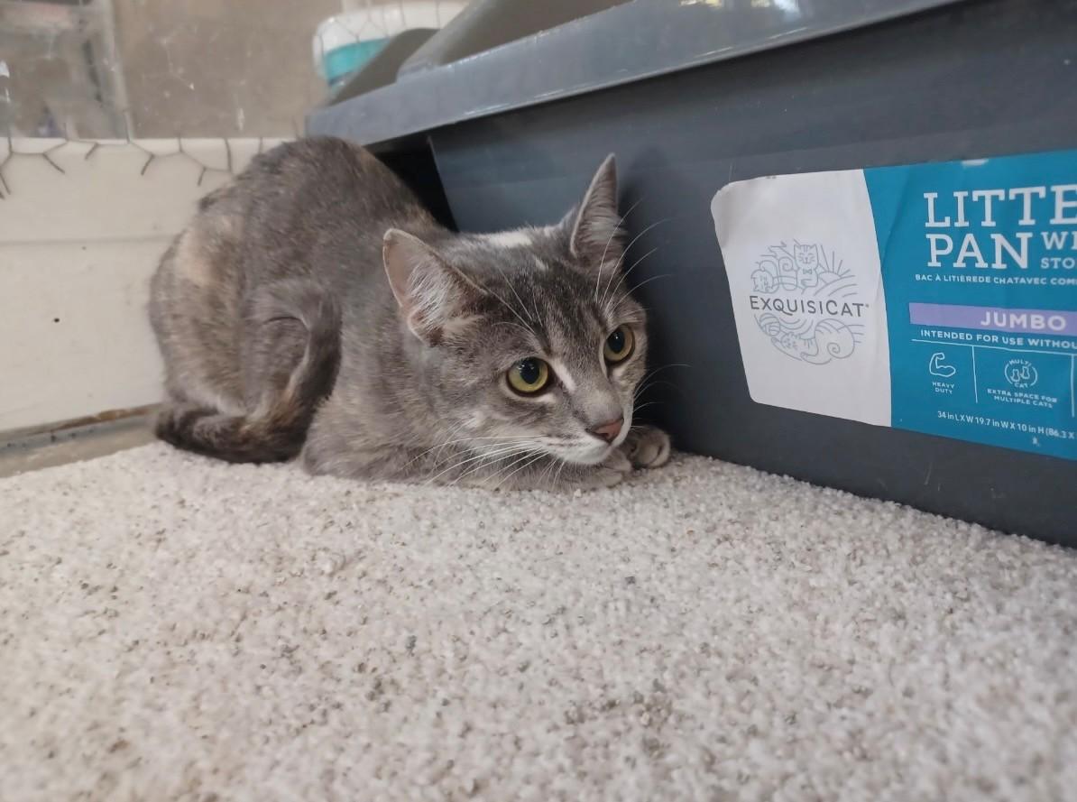 Cece & Juniper, an adopted Domestic Short Hair in Walworth, WI image 4/4