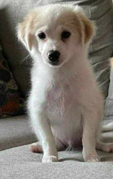 Enlarge Prince, a Adopted mixed breed in Ephrata, WA image 1/1