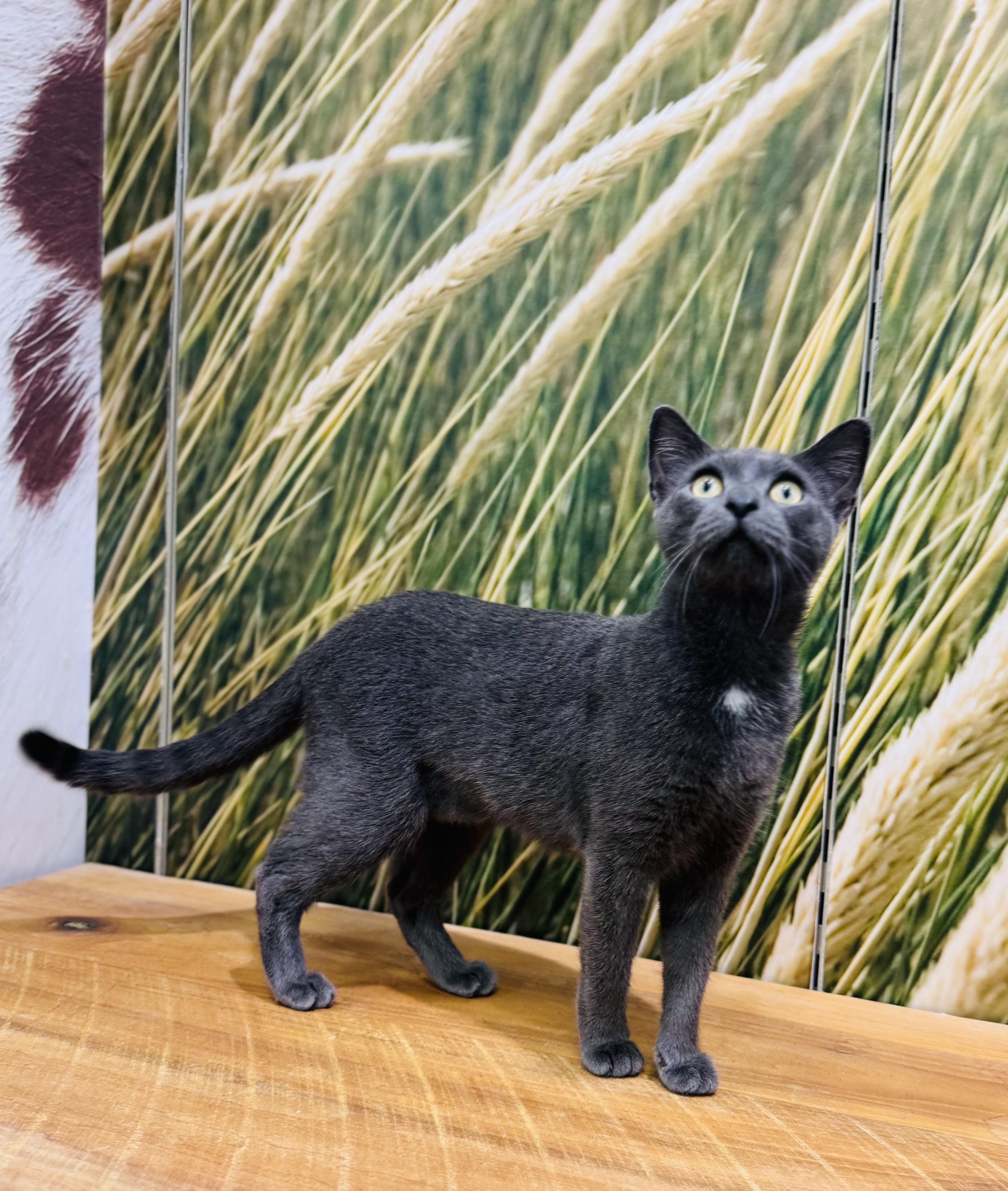 Ruby, a Adopted Domestic Short Hair in New York, NY image 1/6