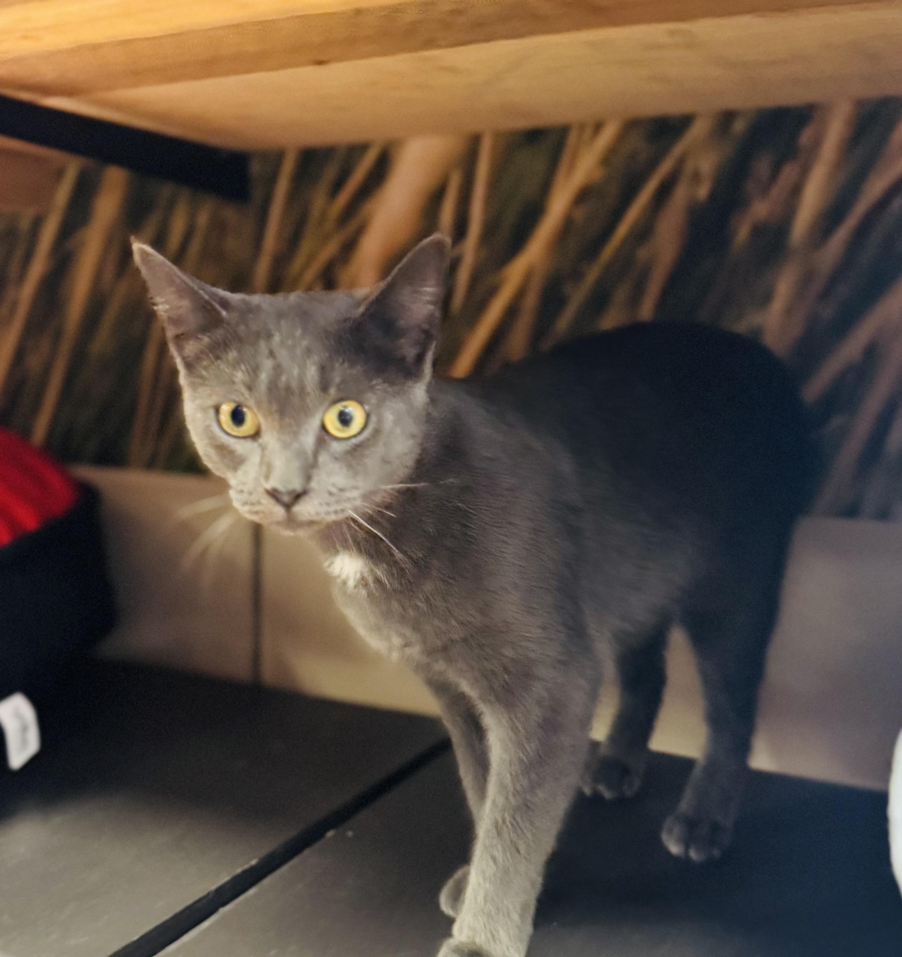 Ruby, a Adopted Domestic Short Hair in New York, NY image 2/6