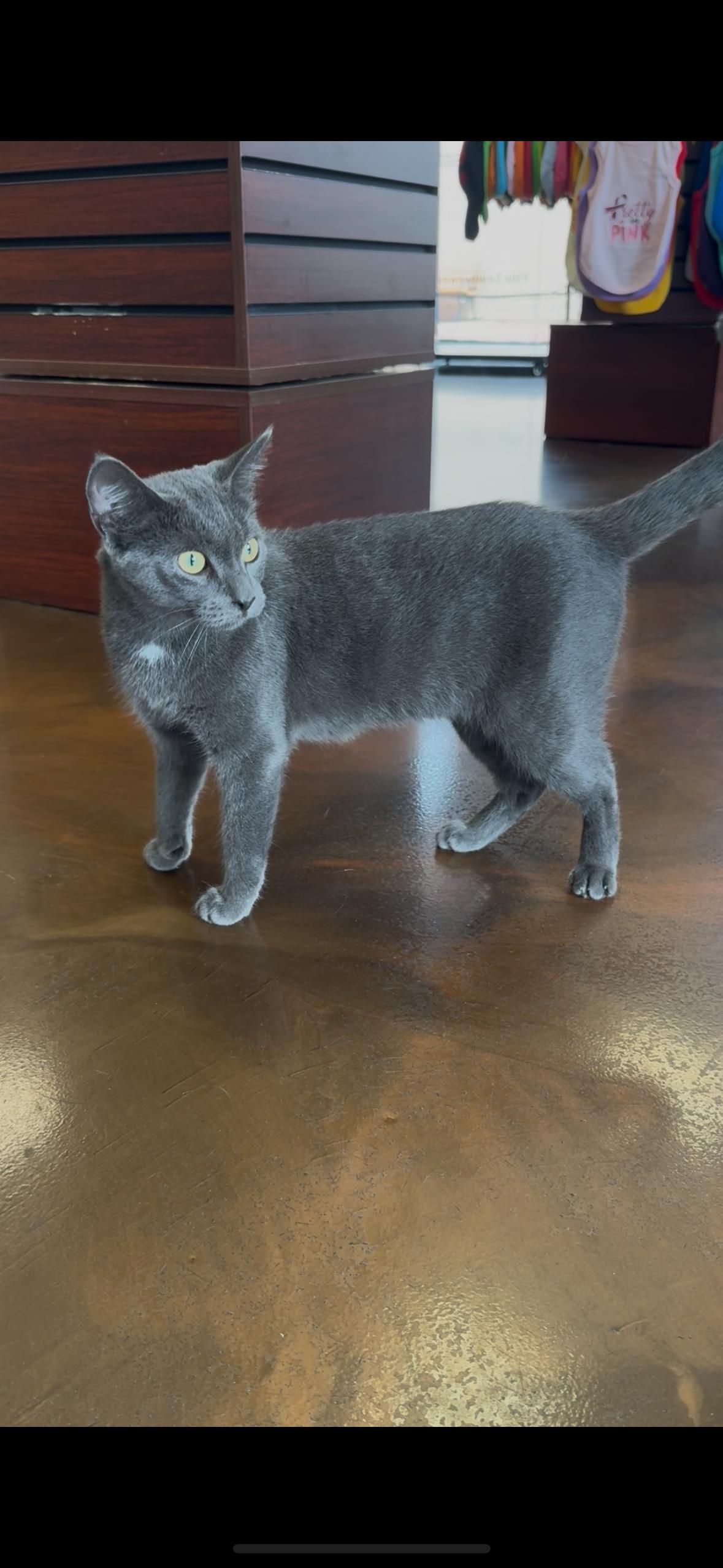 Ruby, a Adopted Domestic Short Hair in New York, NY image 3/6