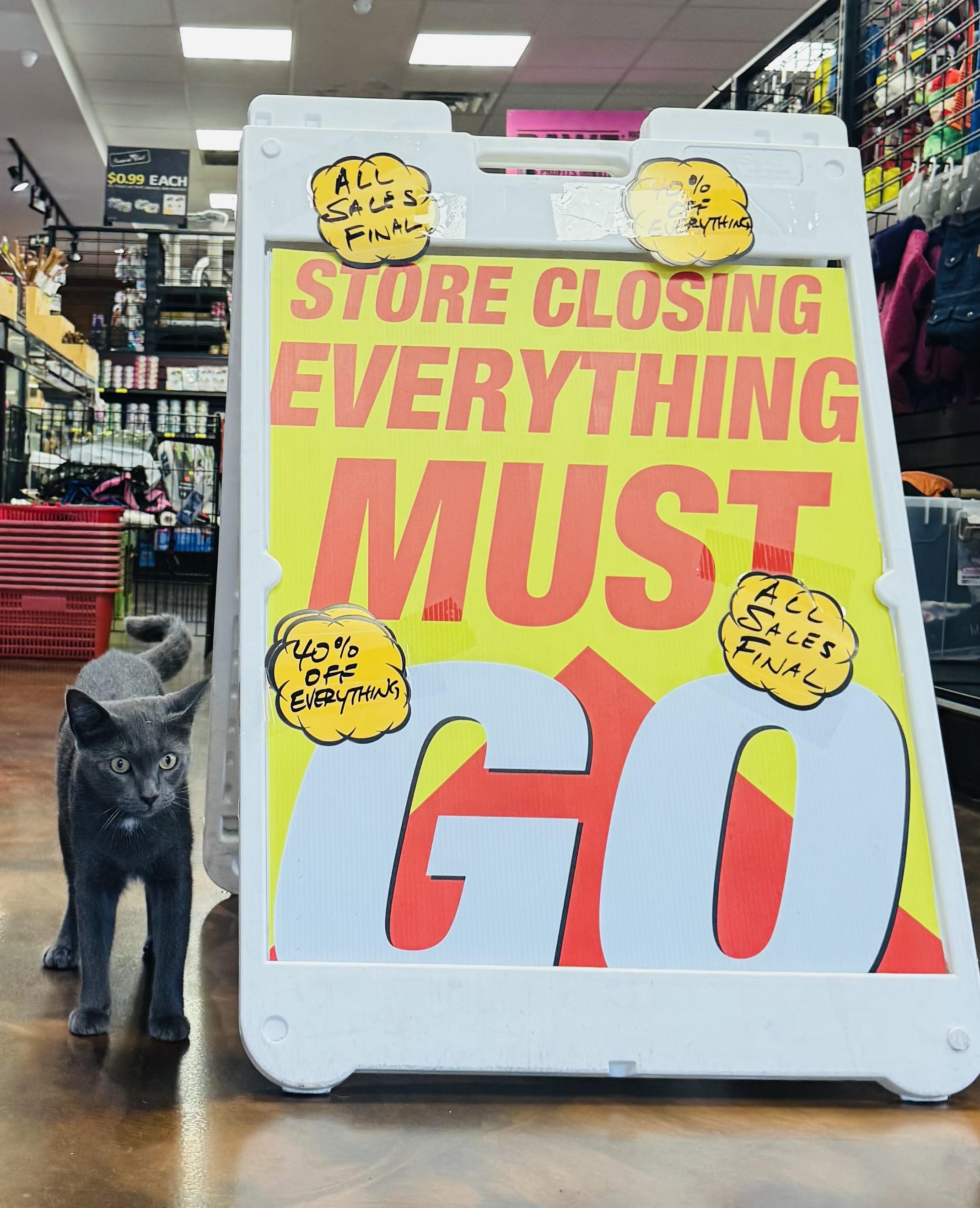 Ruby, a Adopted Domestic Short Hair in New York, NY image 4/6