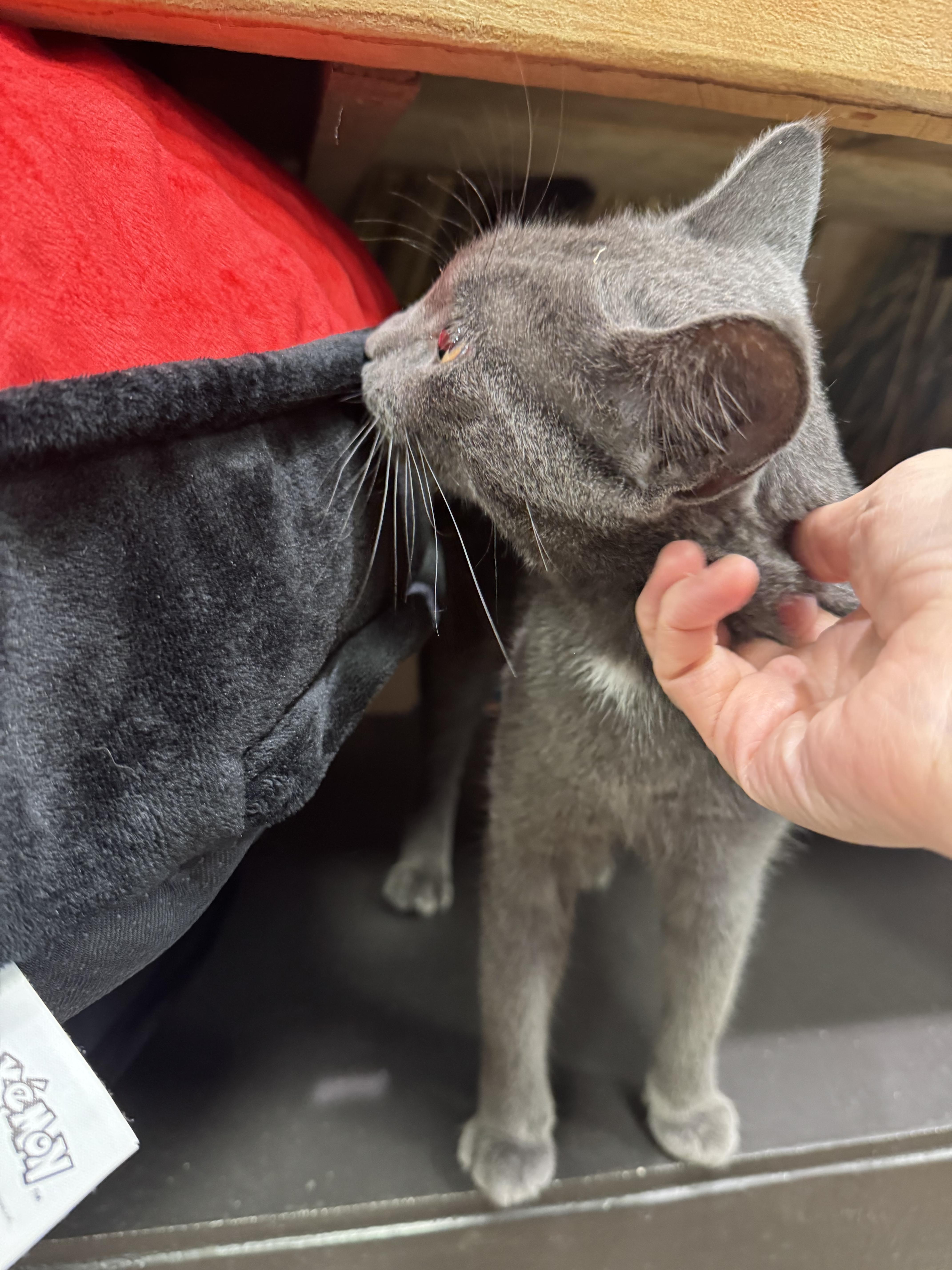 Ruby, a Adopted Domestic Short Hair in New York, NY image 5/6