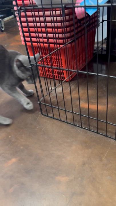 Enlarge Ruby, a Adopted Domestic Short Hair in New York, NY video 6/6