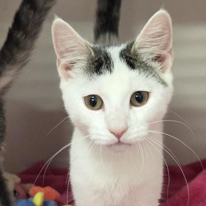 Enlarge Callelily, a Adoptable mixed breed in Voorhees, NJ image 1/2