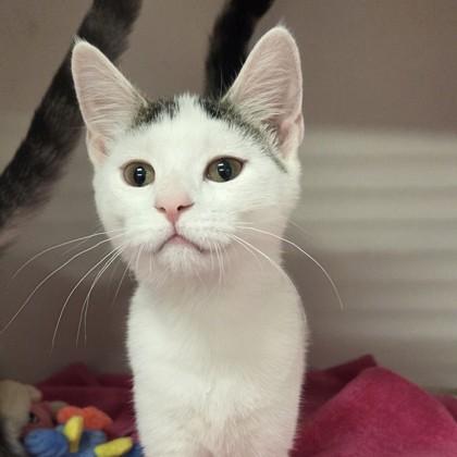 Enlarge Callelily, a Adoptable mixed breed in Voorhees, NJ image 2/2