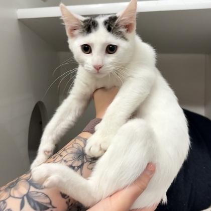 Callelily, Adoptable, Kitten Female Domestic Short Hair & Domestic Short Hair.