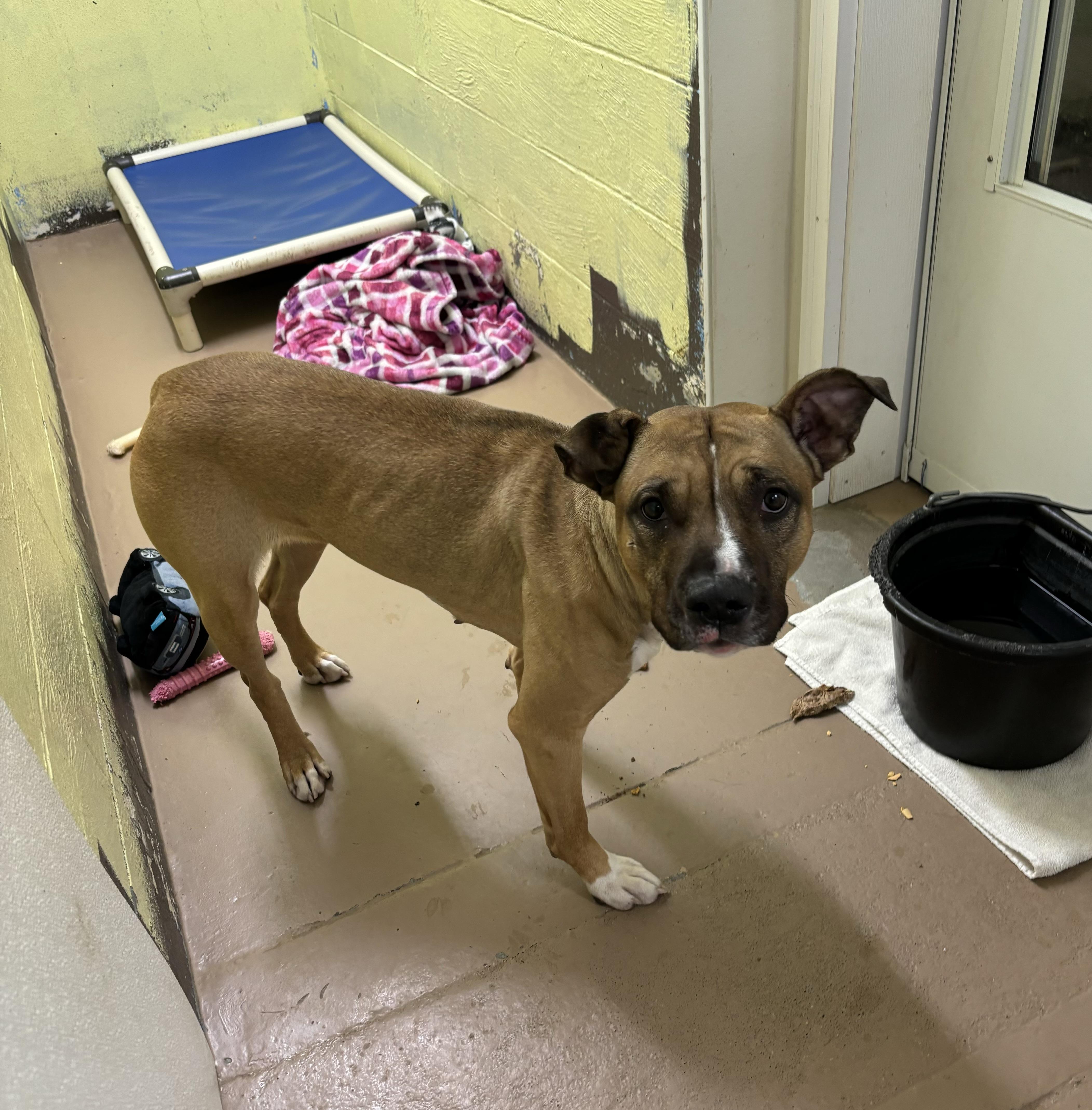 Enlarge Buffy, a Adoptable mixed breed in Jamestown, ND image 1/5