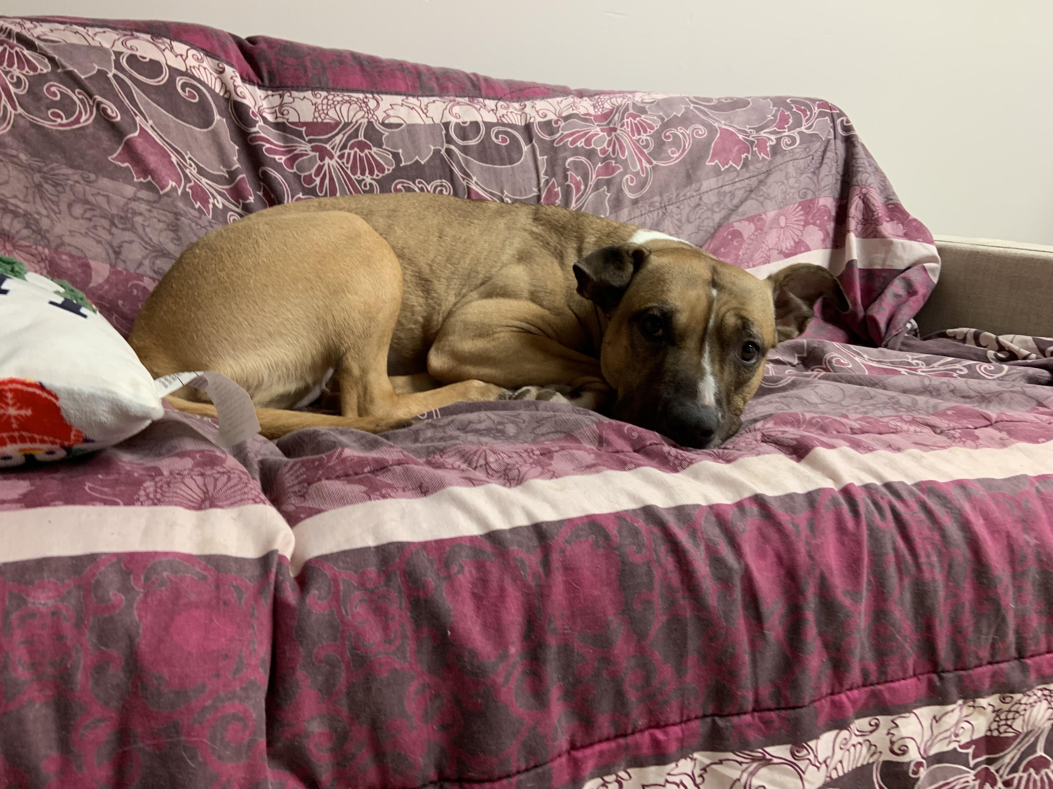 Enlarge Buffy, a Adoptable mixed breed in Jamestown, ND image 4/5