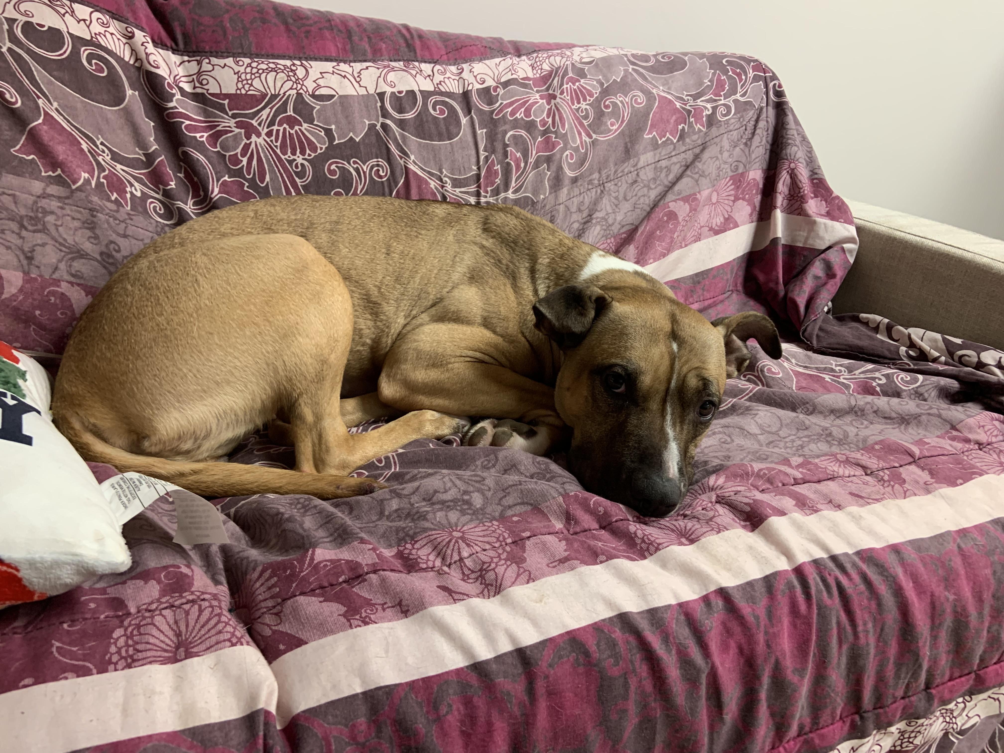 Enlarge Buffy, a Adoptable mixed breed in Jamestown, ND image 5/5