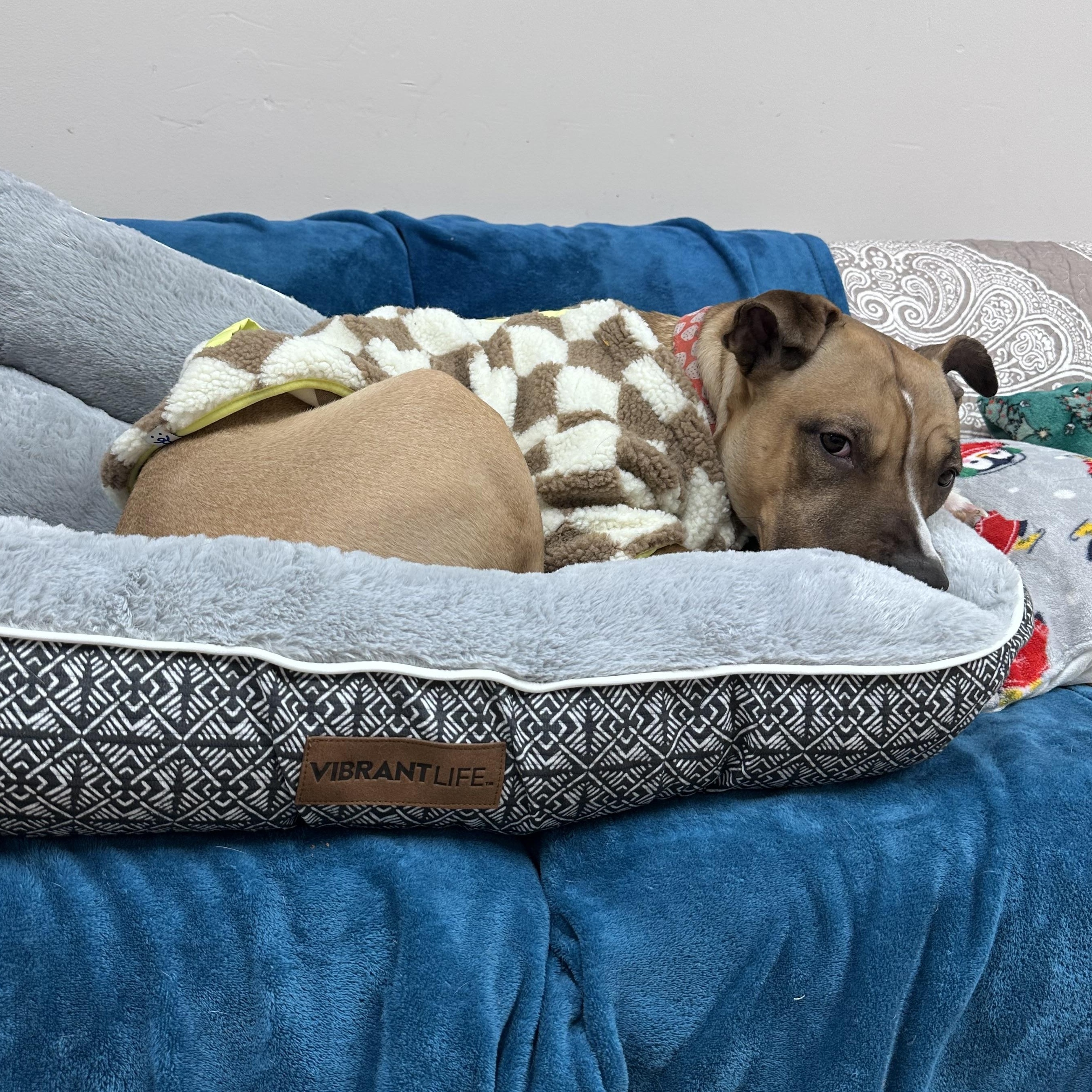 Buffy, a Adoptable mixed breed in Jamestown, ND image 2/6