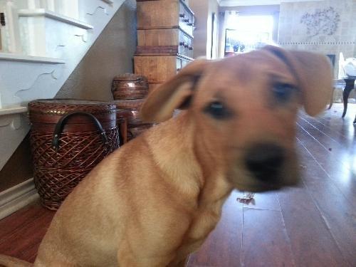 Enlarge Freddie, a Adoptable mixed breed in Spring, TX image 1/5