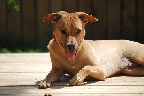 Enlarge Freddie, a Adoptable mixed breed in Spring, TX image 2/5