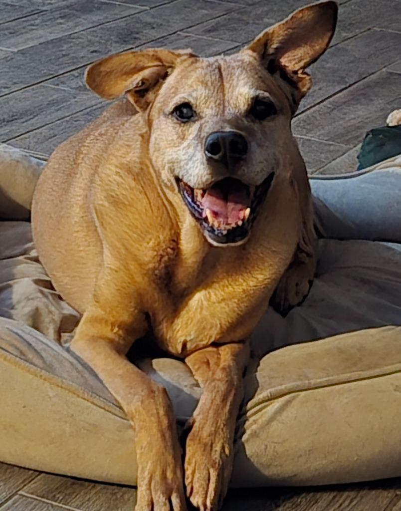 Enlarge Freddie, a Adoptable mixed breed in Spring, TX image 3/5