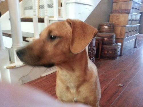 Enlarge Freddie, a Adoptable mixed breed in Spring, TX image 4/5