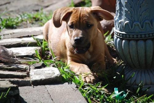 Enlarge Freddie, a Adoptable mixed breed in Spring, TX image 5/5