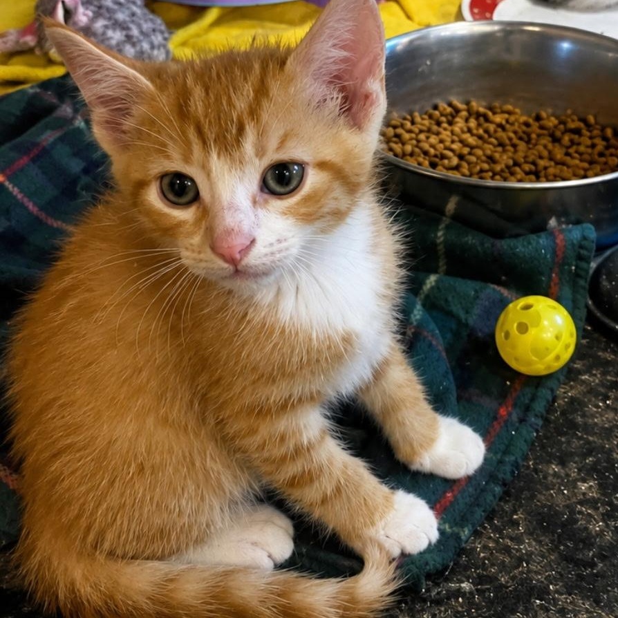 Sunstone (Sunny), ADOPTABLE, Kitten Male Domestic Short Hair.