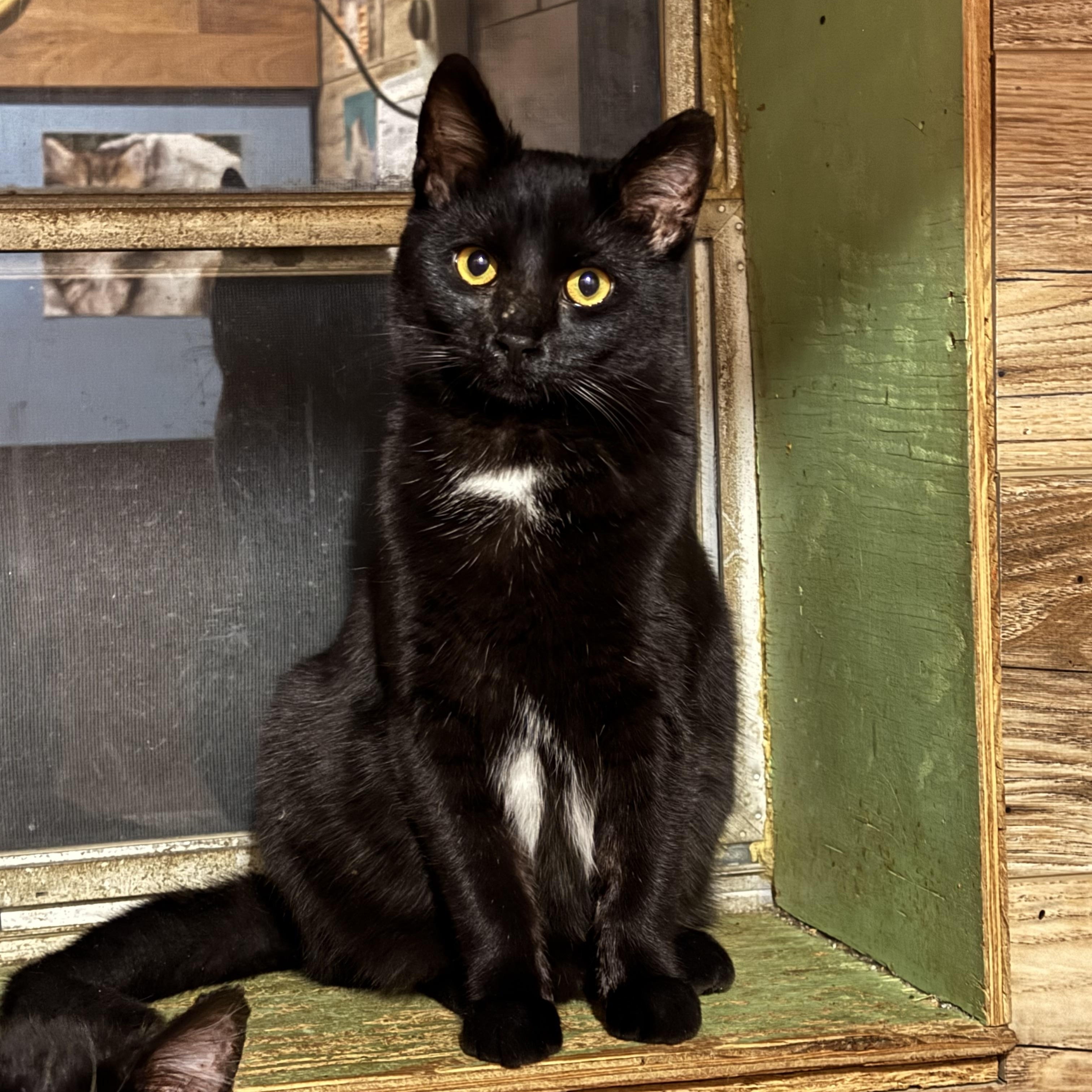 Enlarge Cher, a Adoptable Domestic Short Hair in North Tonawanda, NY image 1/4