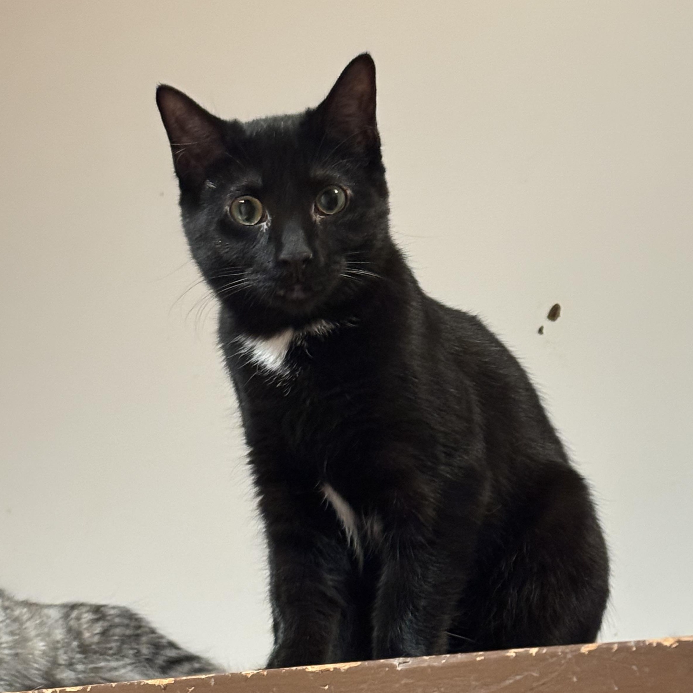 Enlarge Cher, a Adoptable Domestic Short Hair in North Tonawanda, NY image 4/4