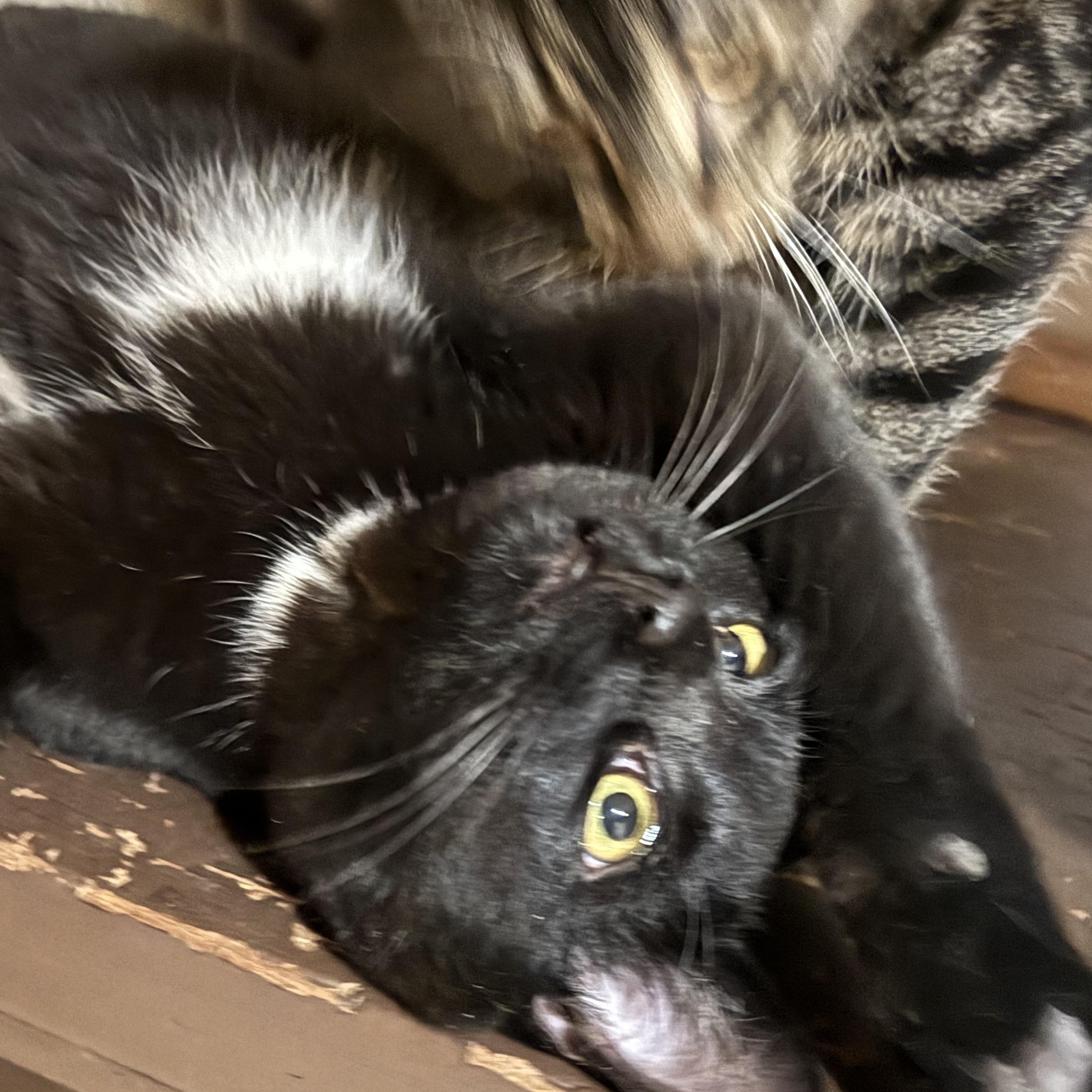 Enlarge Cher, a Adoptable Domestic Short Hair in North Tonawanda, NY image 3/4