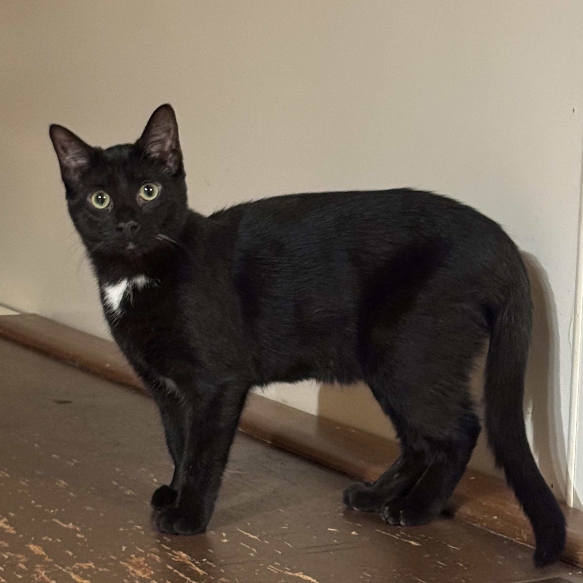 Enlarge Cher, a Adoptable Domestic Short Hair in North Tonawanda, NY image 2/4