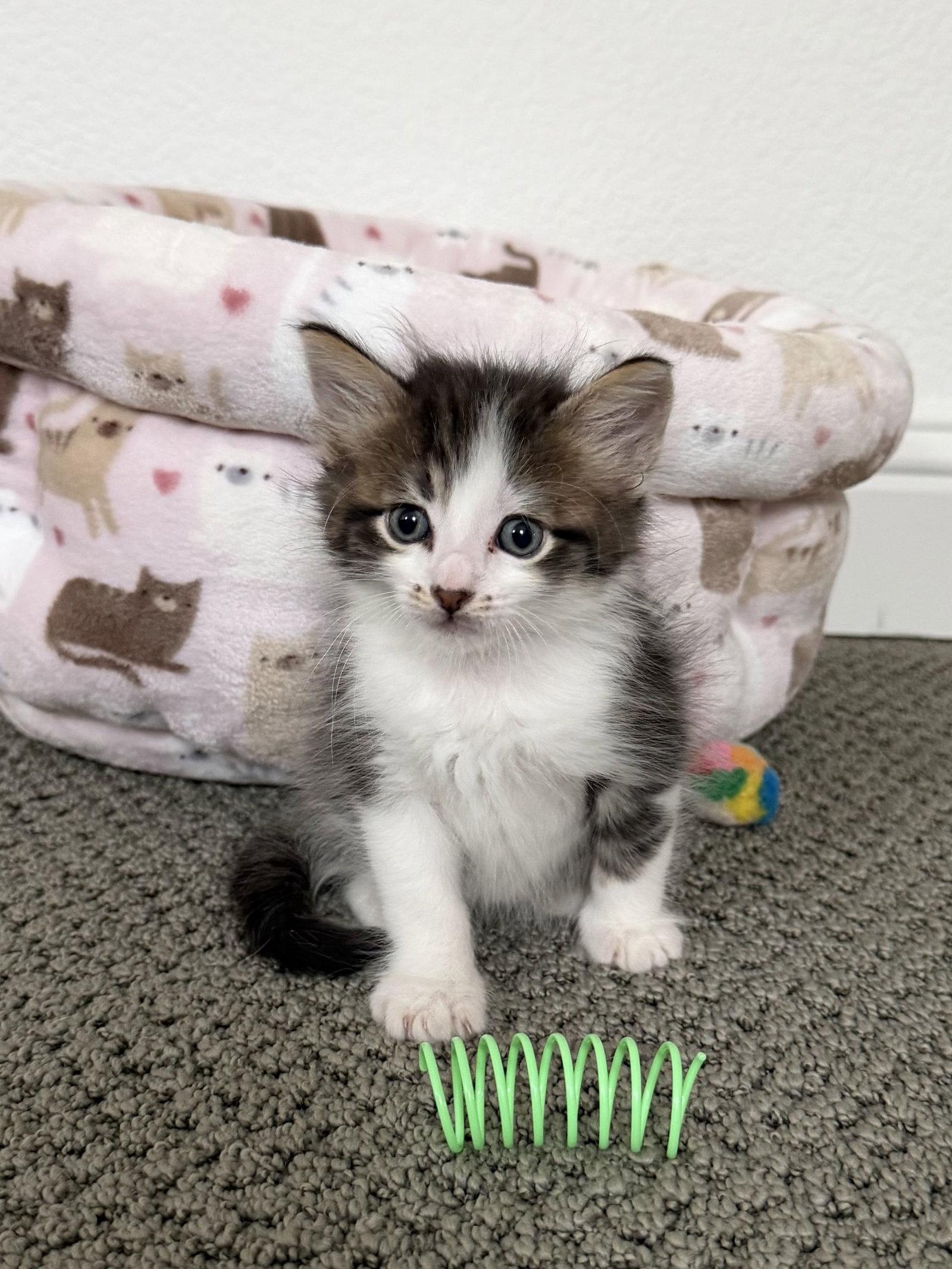 Enlarge Teddy, a Adoptable Domestic Short Hair in Fort Worth, TX image 1/2