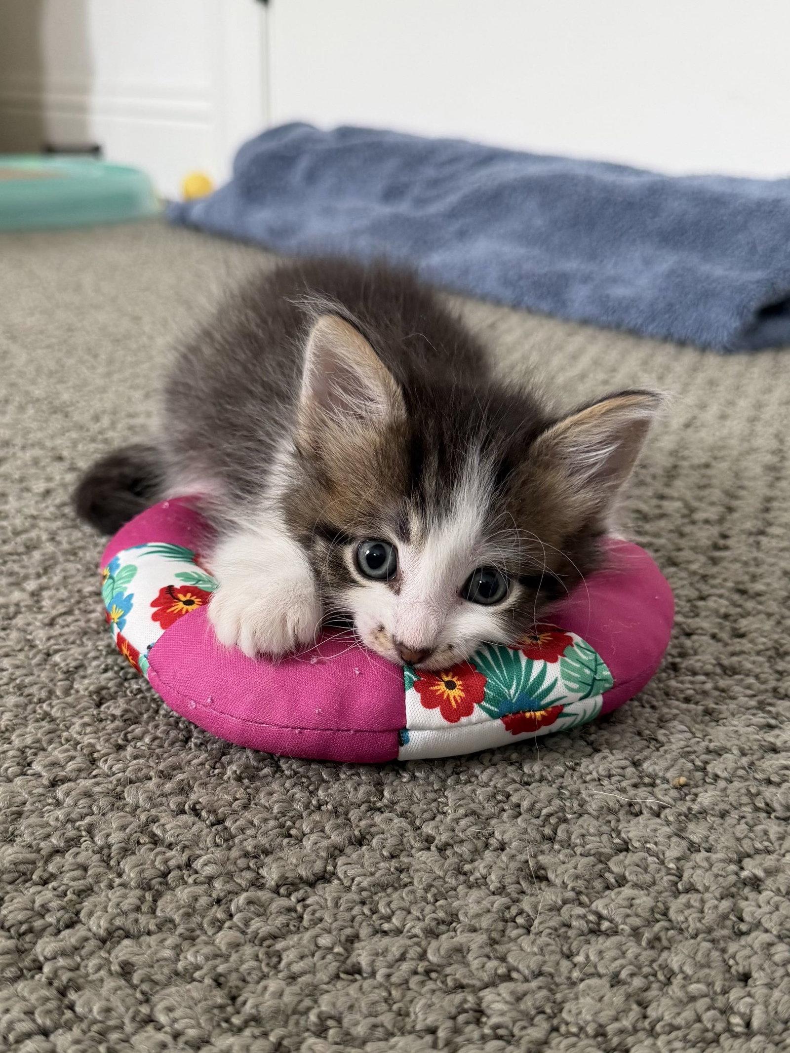 Enlarge Teddy, a Adoptable Domestic Short Hair in Fort Worth, TX image 2/2