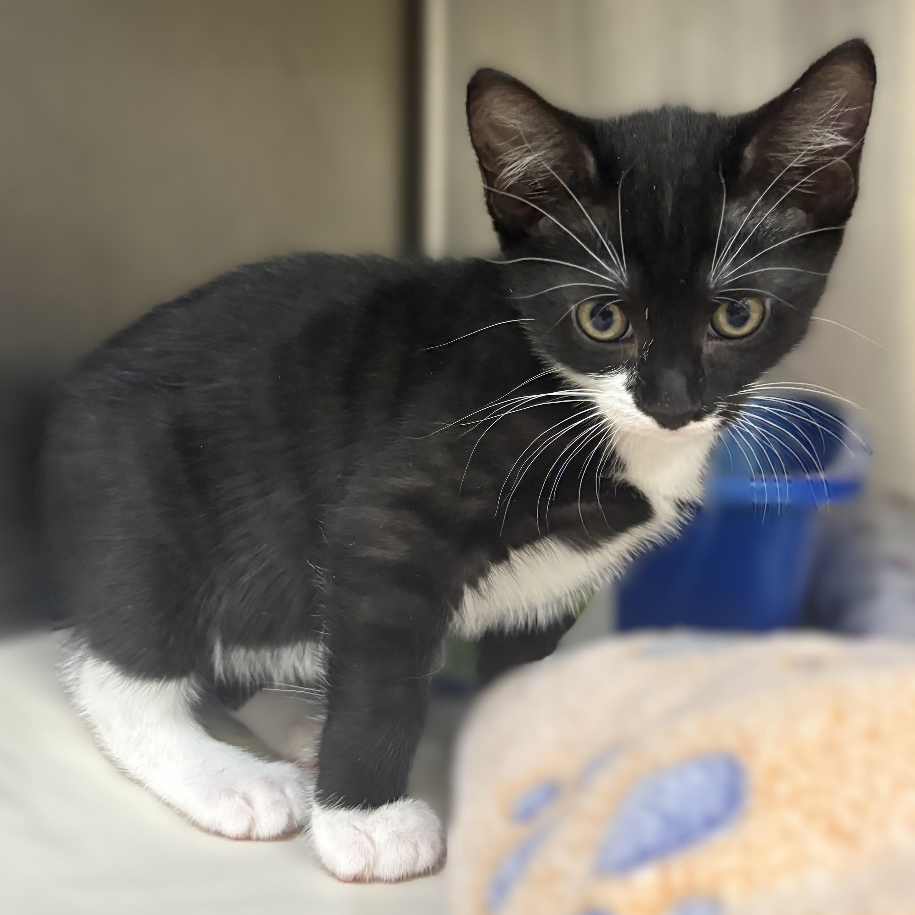 Enlarge Rickon- 52004, an adopted Domestic Short Hair in Columbia, MD image 1/3