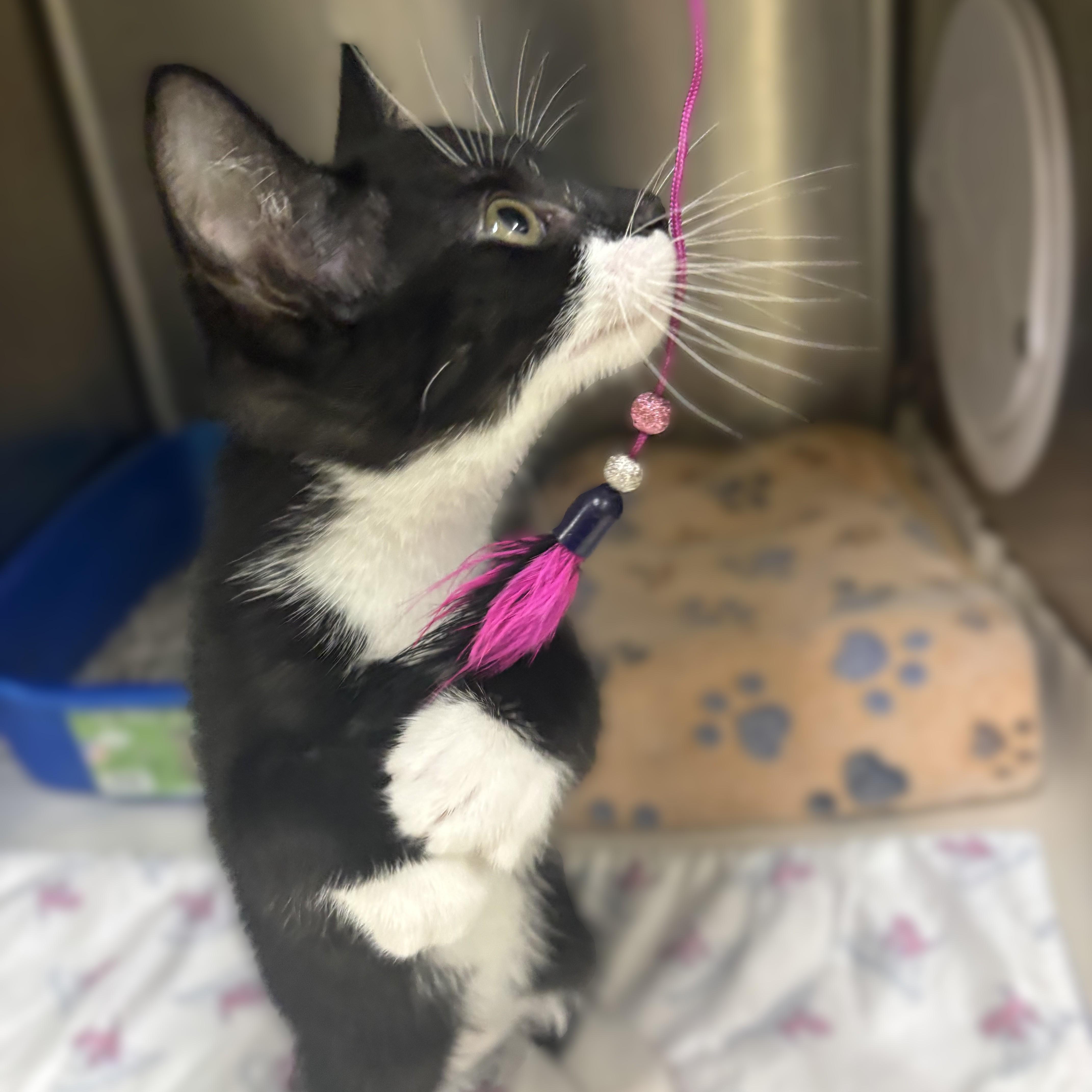 Enlarge Rickon- 52004, an adopted Domestic Short Hair in Columbia, MD image 3/3