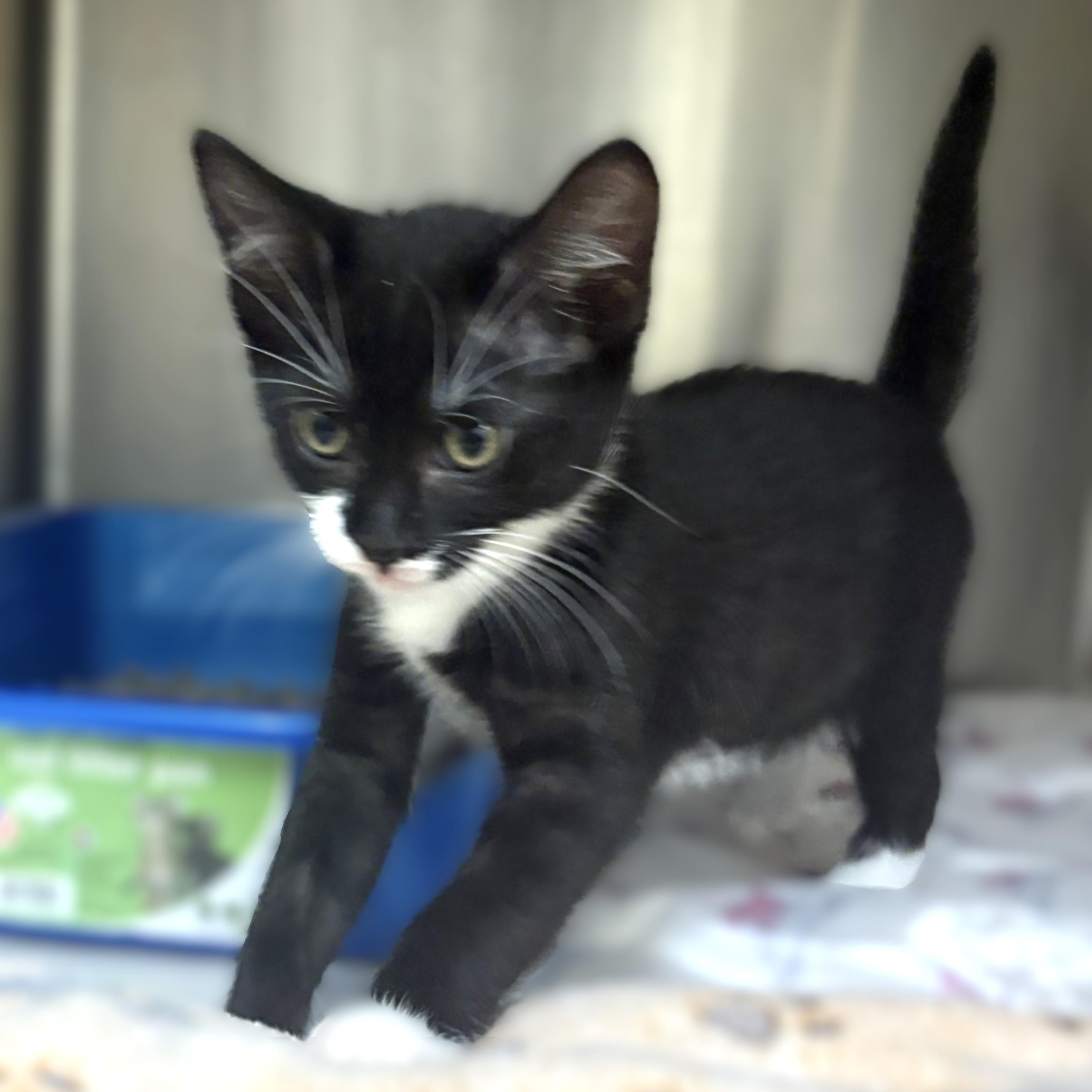 Enlarge Rickon- 52004, an adopted Domestic Short Hair in Columbia, MD image 2/3