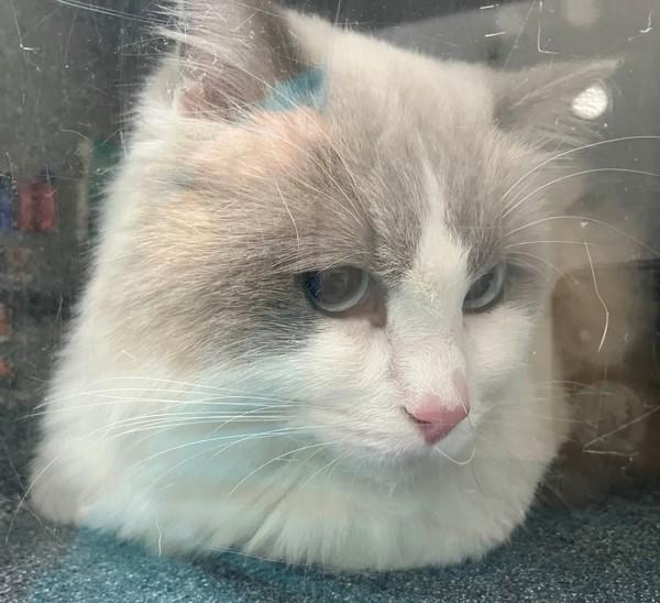 Enlarge Snow, a Adoptable mixed breed in Staten Island, NY image 1/2