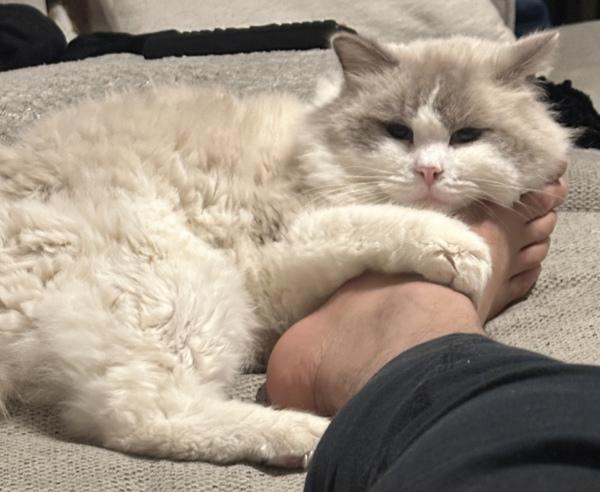 Enlarge Snow, a Adoptable mixed breed in Staten Island, NY image 2/2