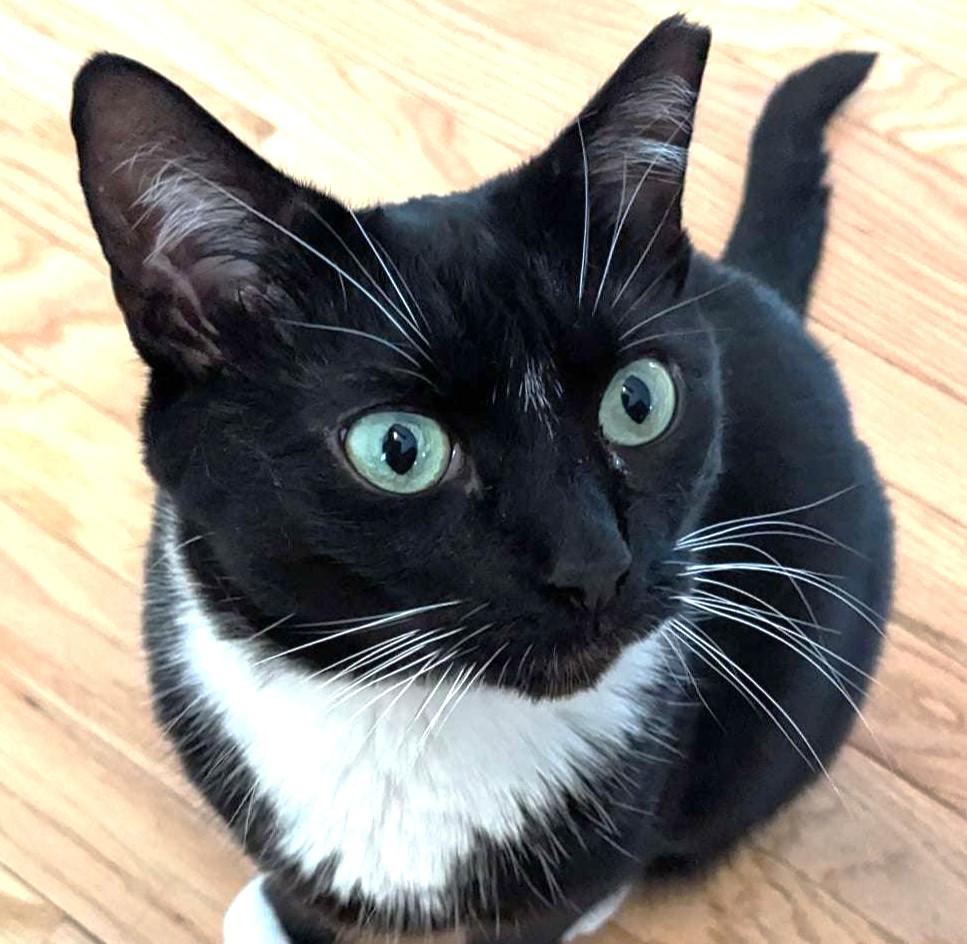 Bandit, Adoptable, Adult Male Domestic Short Hair.