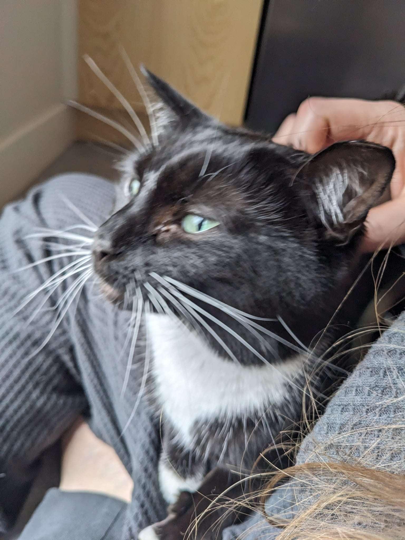 Enlarge Bandit, a Adoptable Domestic Short Hair in Piscataway, NJ image 2/4