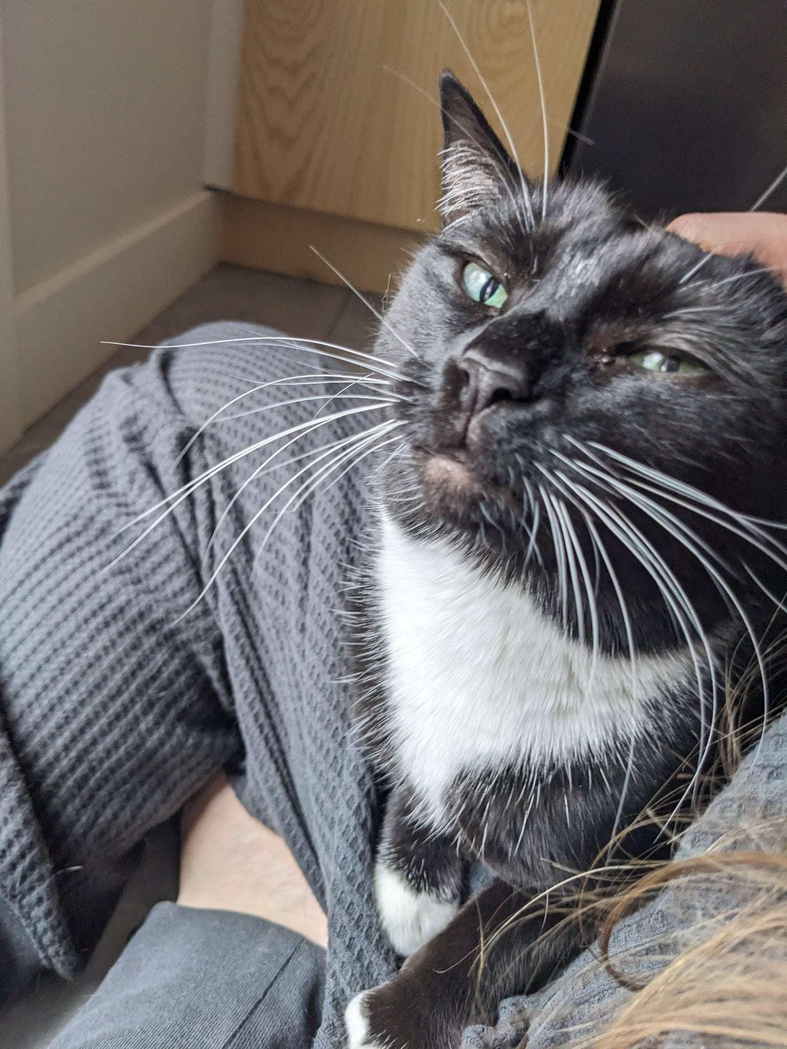 Enlarge Bandit, a Adoptable Domestic Short Hair in Piscataway, NJ image 3/4