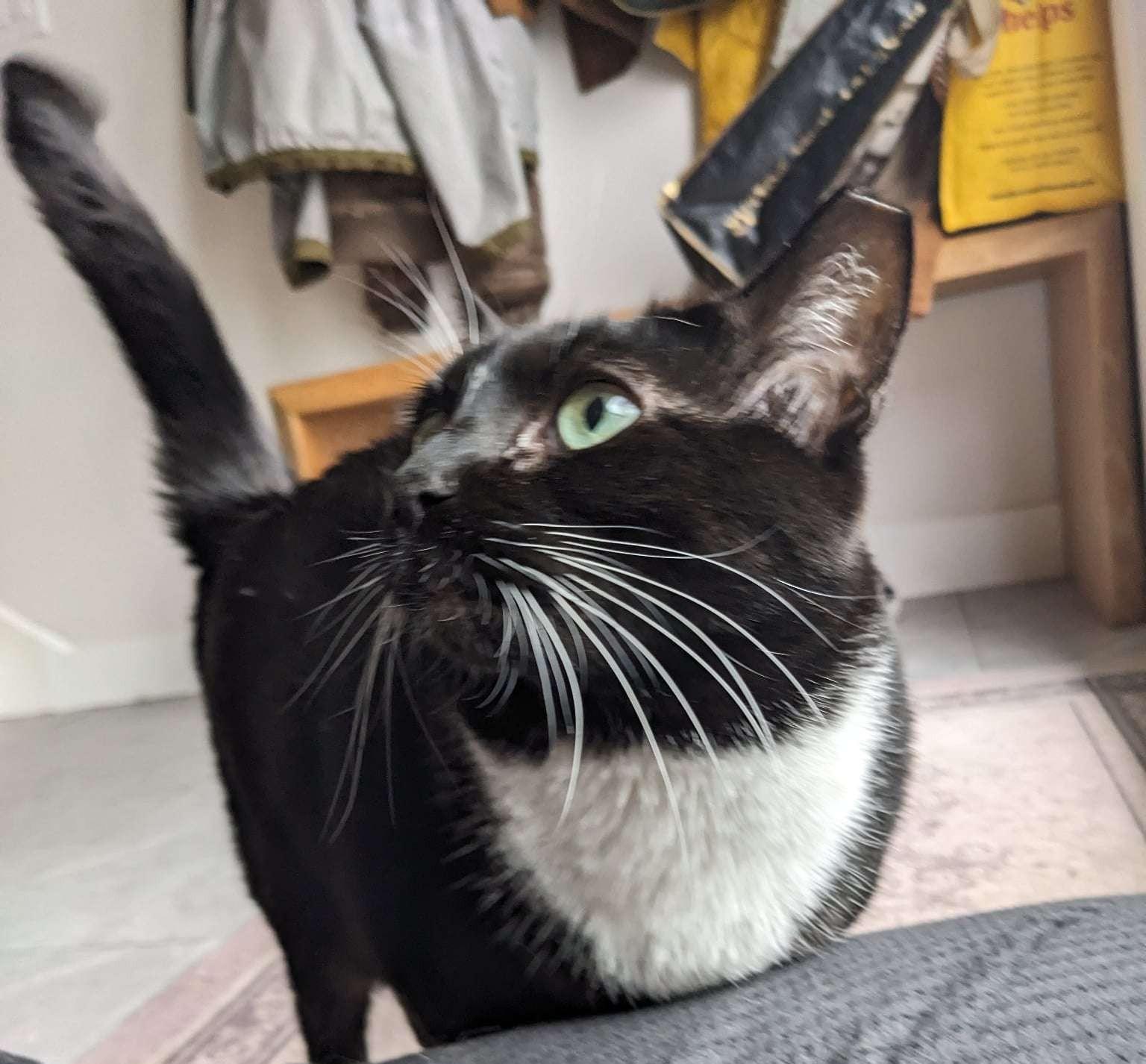 Enlarge Bandit, a Adoptable Domestic Short Hair in Piscataway, NJ image 4/4