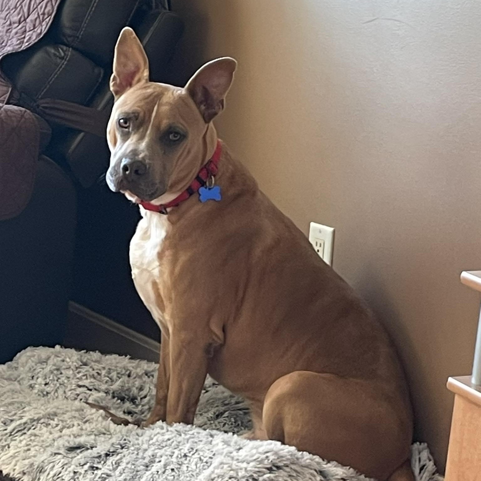 Enlarge Jake, a Adoptable mixed breed in Chelmsford, MA image 6/6