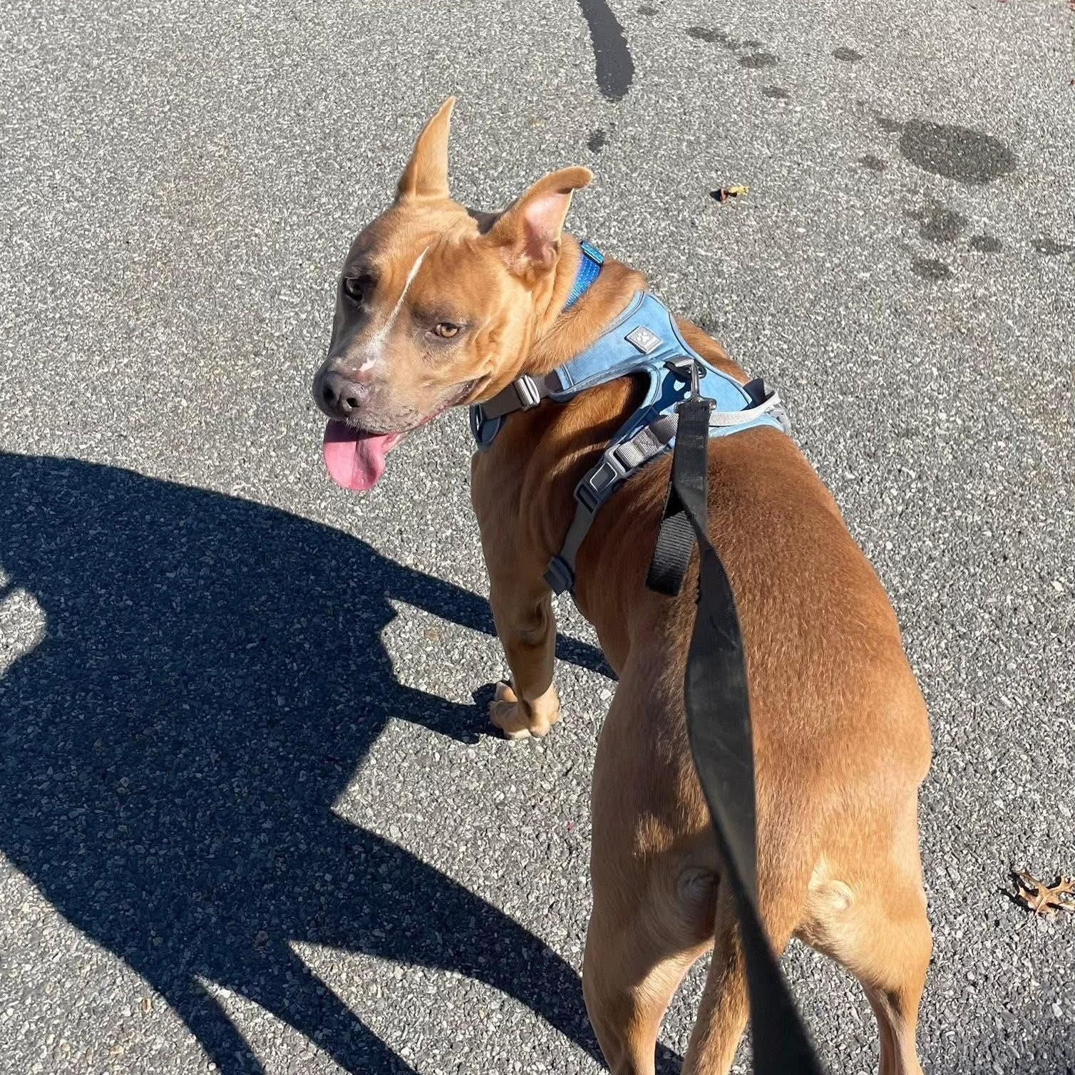 Enlarge Jake, a Adoptable mixed breed in Chelmsford, MA image 2/6