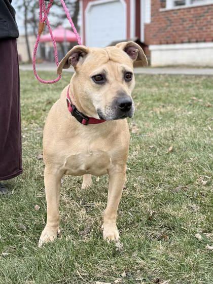 Mirabel, Adoptable, Young Female Mixed Breed & Mixed Breed.